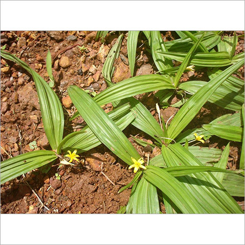 Curculigo Orchioides Gaertn Powder