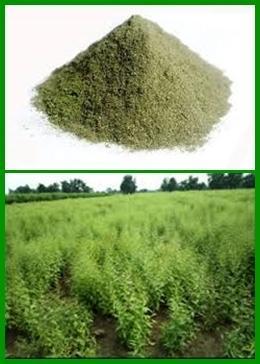 Andrographis Paniculata Powder