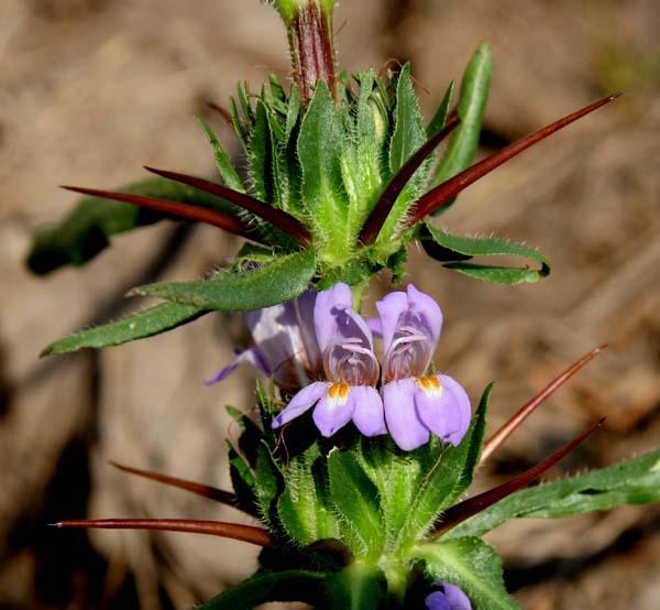 Hygrophila Auriculata Powder
