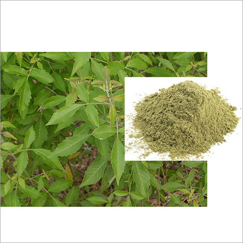 Vitex Negundo Powder