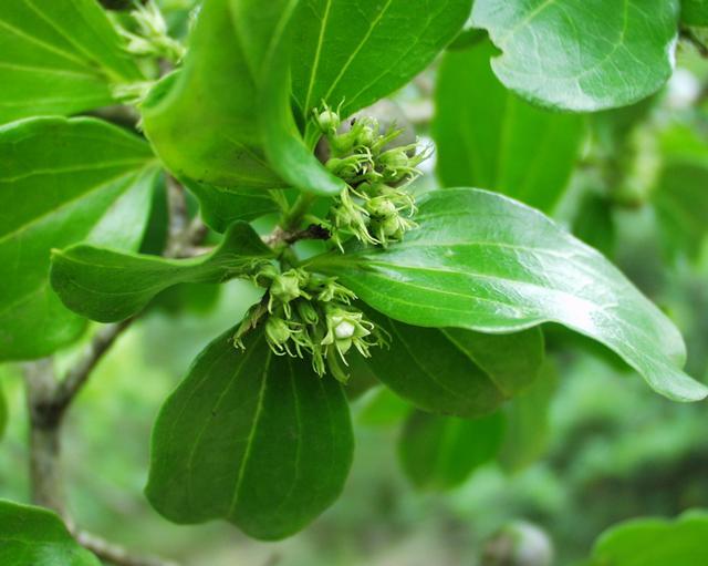 Strychnos Potatorum Powder