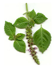 Ocimum Basilicum linn Powder