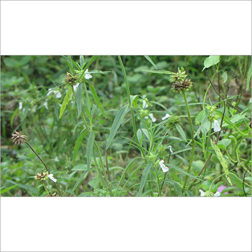 Leucas Aspera Powder