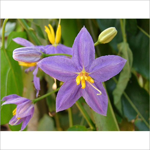 Solanum Trilobatum Powder