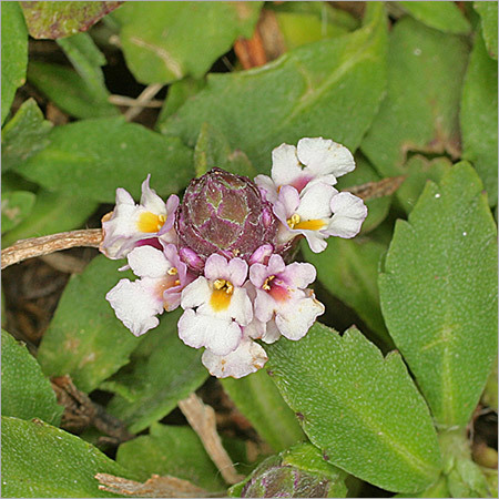 Phyla Nodiflora Powder