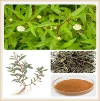 Eclipta Prostrata Powder