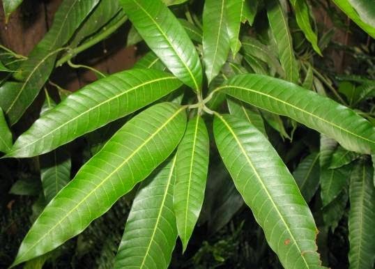 Mango Leaves Powder