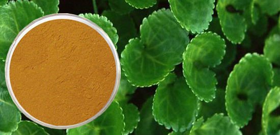Centella Asiatica Powder