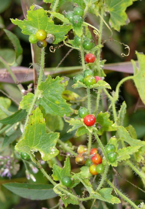 Mukia Maderaspatana Powder