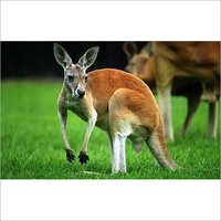 Kangaroo Feed