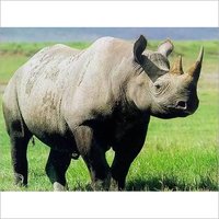 Rhinoceros Feed