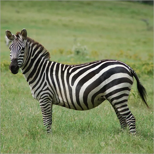 Zebra Feed