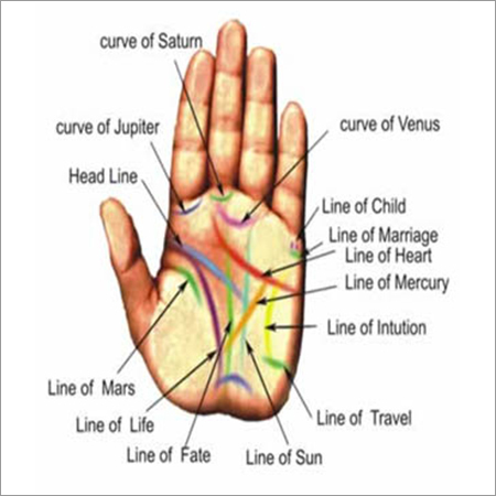 Palm Reading Services