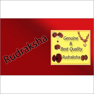8 mukhi Rudraksha