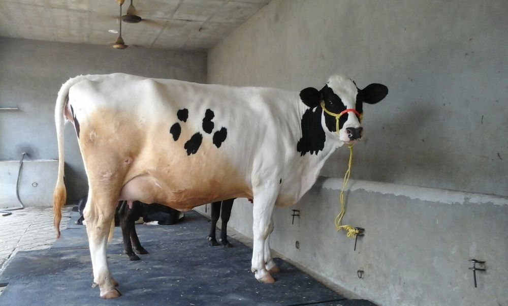 High Milking HF Cow