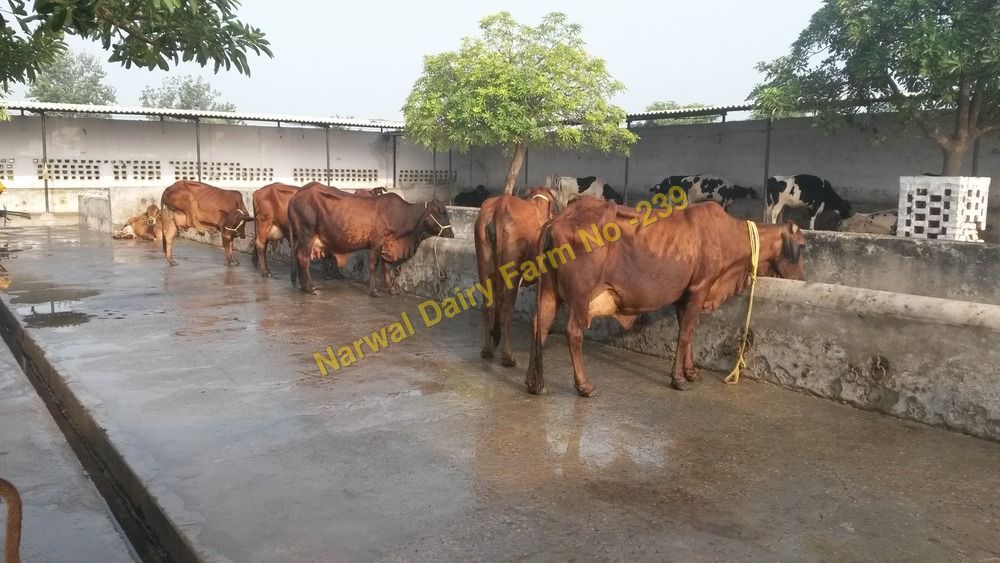 White And Black Sahiwal Cow Supplier