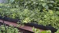Garden Grow Troughs