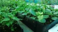 Grow Troughs