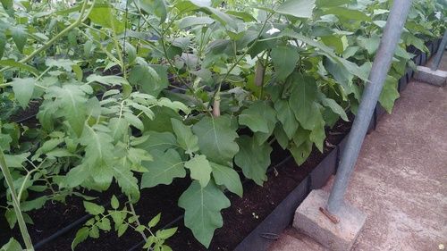 Vegetable Growing Troughs