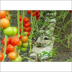 Tomato Grow Bags