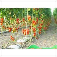 Potato Grow Bags