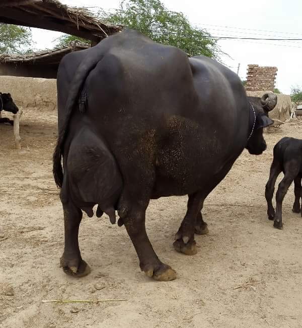 Original Murrah Buffalo