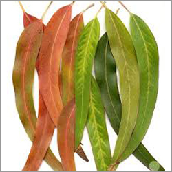 Fresh Eucalyptus Leaves