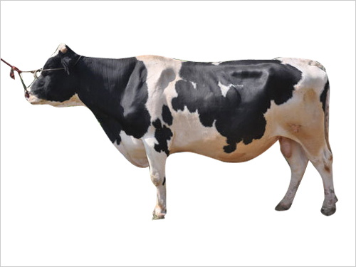 Frozen HF Semen