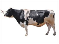 Frozen Hf Semen