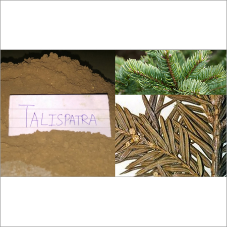 Talispatra Powder