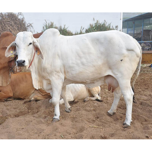 Tharparkar Cow