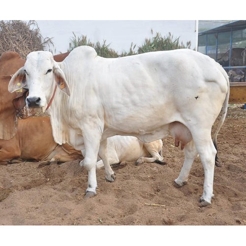 Tharparkar Cow Supplier At Best Price In Karnal Haryana Narwal Dairy Farm