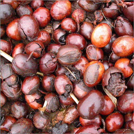 Shea Nut