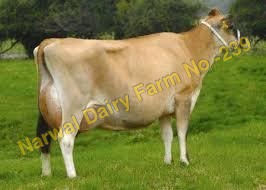 Jersey Cattle Cow
