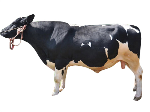 Holstein Bull Semen