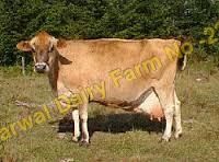 Pure Jersey Cow