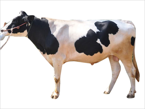 Frozen Hf Bull Semen