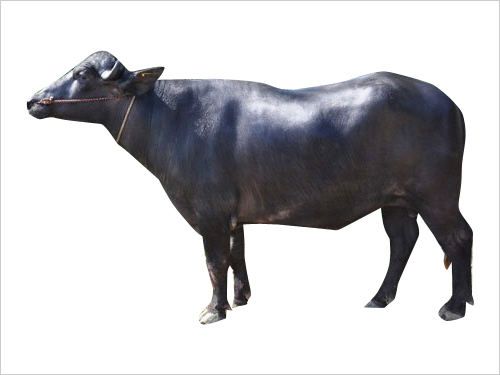 Frozen Murrah Bull Semen