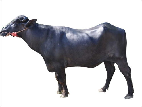 Pure Murrah Semen