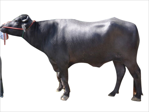 Murrah Bull Semen