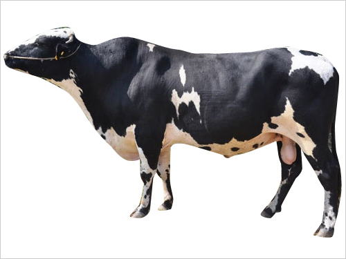 Crossbred Bull Semen