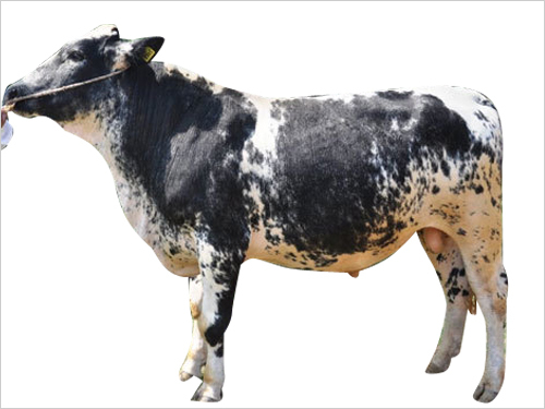 Crossbred Semen