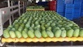 Kesar Mango