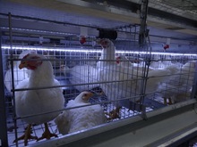 Battery Cages - Metal, Variable Size, Powder Coated | Durable, Easy Cleaning, Improved Ventilation, Secure Design