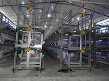 Poultry Cages