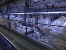 Breeder Battery Cages