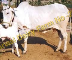 Haryana Cow Supplier