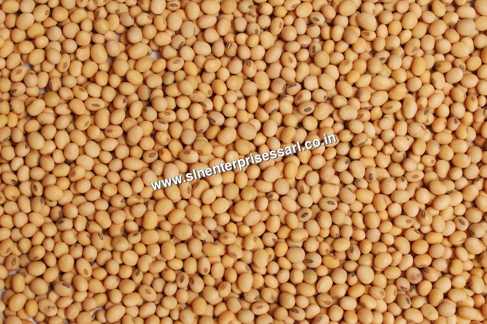 Organic Sorghum Seeds