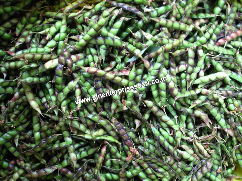 Pigeon Pea Seeds