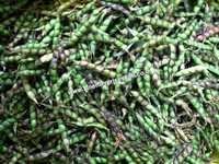 Pigeon Pea Seeds